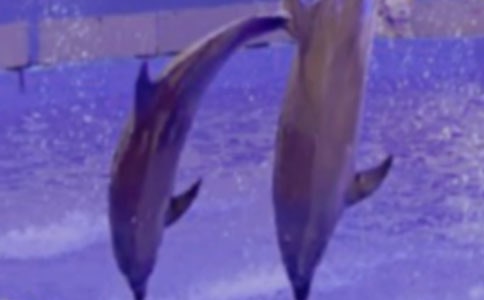 《蓝色的海豚岛》读后感集锦15篇