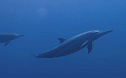 ����ɫ�ĺ��ൺ�иУ���ѡ11ƪ��