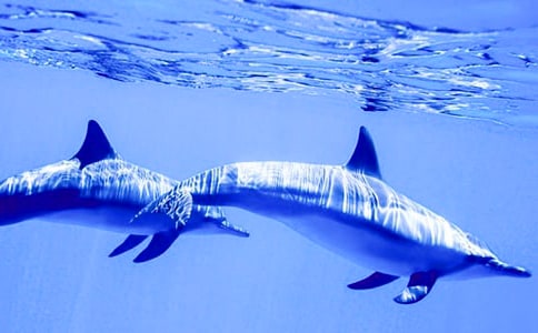 ����ɫ�ĺ��ൺ�и�700�����ļ���