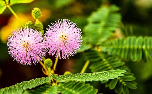 �������꼶���߲����Ļ�����ƪ