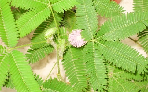 含羞草二年级作文300字合集七篇