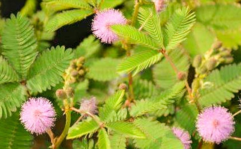 ���߲ݶ��꼶����5ƪ