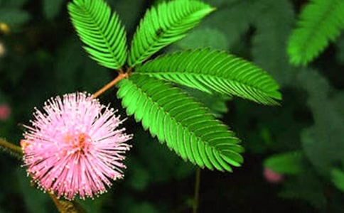 ����ѡ�����߲�Сѧ����3ƪ