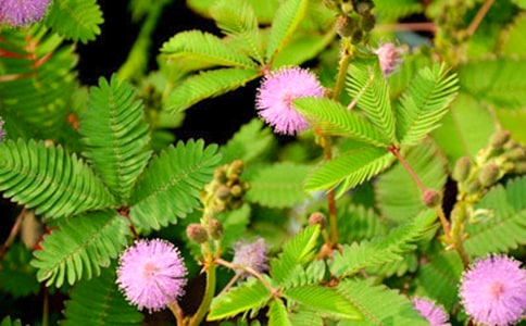 ���߲ݶ��꼶������ƪ