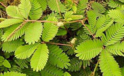 五年级含羞草作文9篇