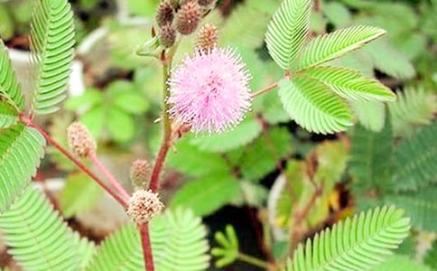 �ҷ����˺��߲ݵ���������600�֣�ͨ��11ƪ��