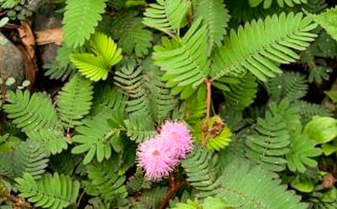 ���߲ݶ��꼶����4ƪ