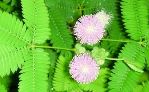 ���߲����꼶�۲�������ƪ