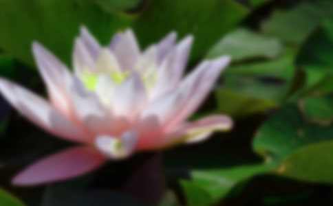 精选荷花二年级作文三篇