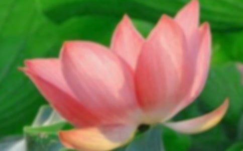 ��ѡ���꼶�ɻ�������300�ֽ���8ƪ