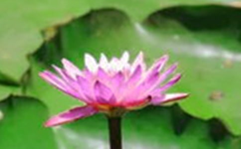 有关三年级的荷花作文7篇