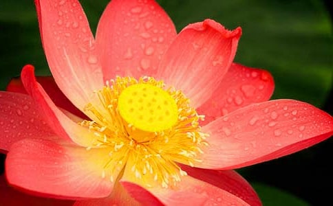 有关荷花二年级作文汇总六篇