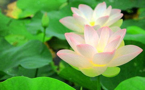 ����ѡ�������ĺɻ�Сѧ������ƪ