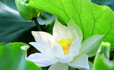 �ɻ�Сѧ���꼶���ģ���ѡ51ƪ��