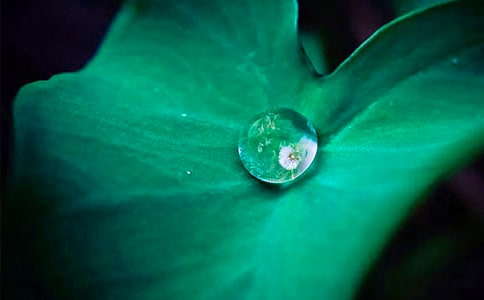 ��Ҷ����ʾ��