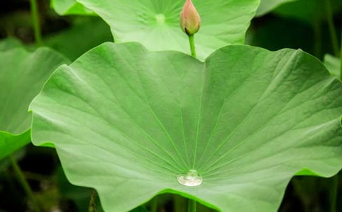 ���ں�Ҷ������300����ƪ