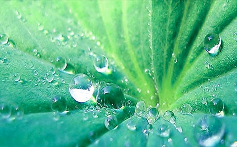 �����š���Ҷ����600����ƪ