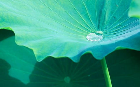 ��Ҷ����300�֣����9ƪ��