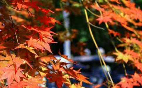 ��ɽ��Ҷ����300��