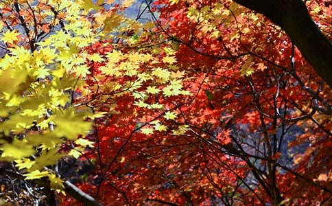 ���ں�Ҷд������5ƪ