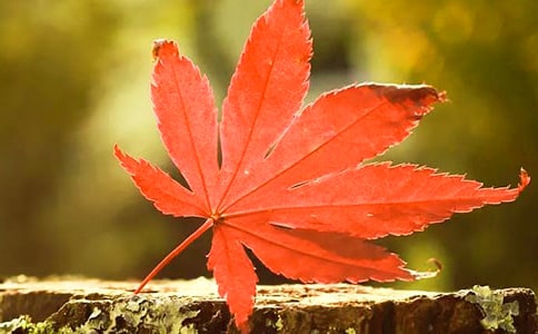 ����ѡ����Ҷд��������ƪ