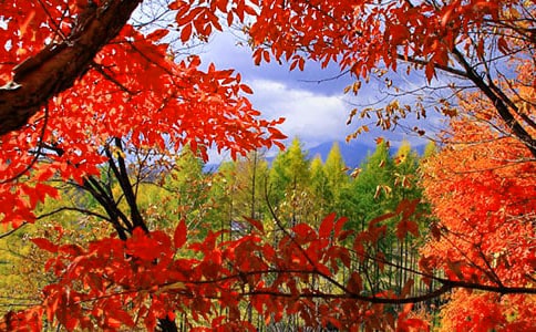 ���ں�Ҷд��������ƪ