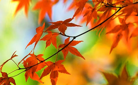 ��Ҷ��������