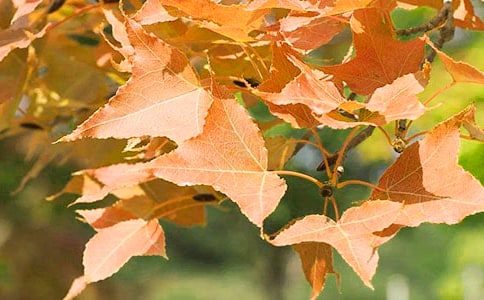 ��ѡ��Ҷд��������ƪ