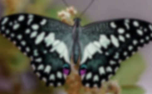 ��ѡ��������ʾ����300����ƪ