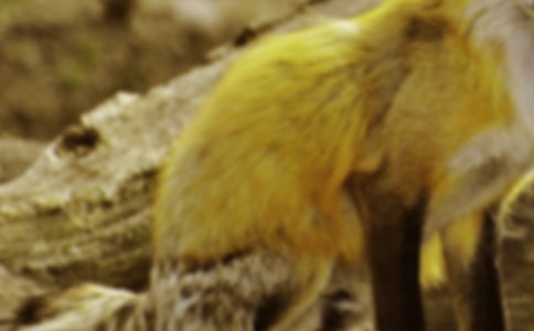 ��������ѻСѧ����