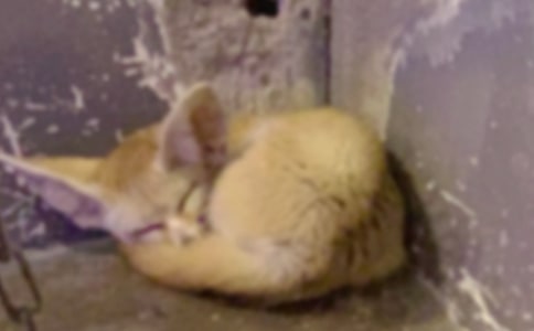 ���ں������ѻ���꼶����6ƪ