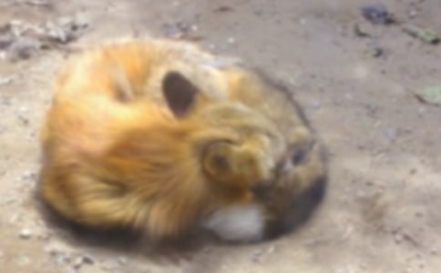 Сѧ���ƻ��ĺ�������