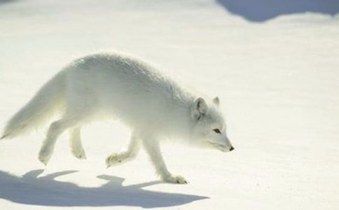 《了不起的狐狸爸爸》读后感(精选15篇)