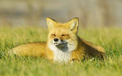 ����һֻ���깷�����100�֣���ѡ11ƪ��