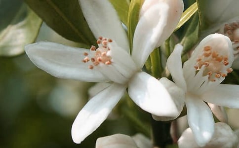 ���������Ļ�������