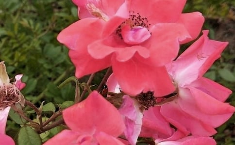 ���������350�֣���ѡ50ƪ��