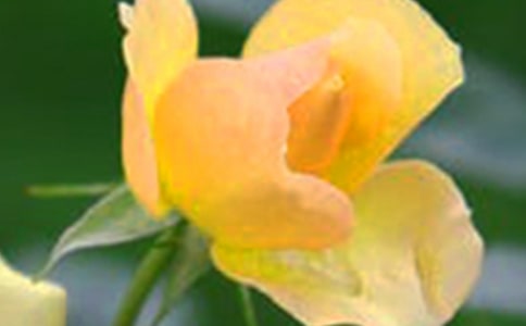 ���ڼ�����Ļ����������800��