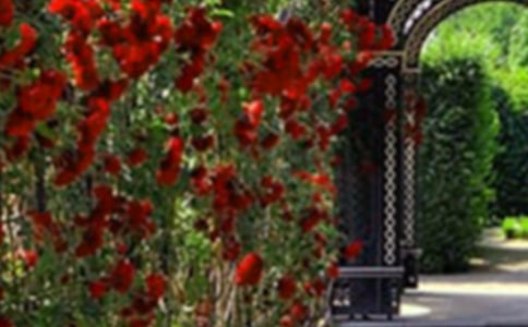 ���ڻ�԰����600��4ƪ