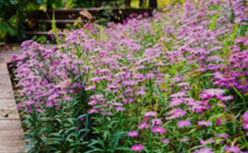 ��԰����300�ֻ���4ƪ