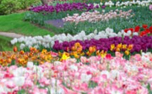 �����Ļ�԰����300��3ƪ������