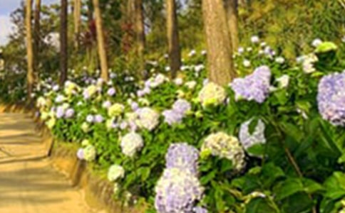 д��԰������600������