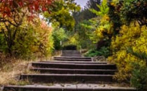 花园作文600字8篇(精选)