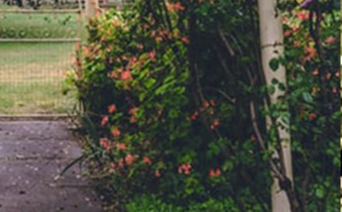 我家的花园写景作文