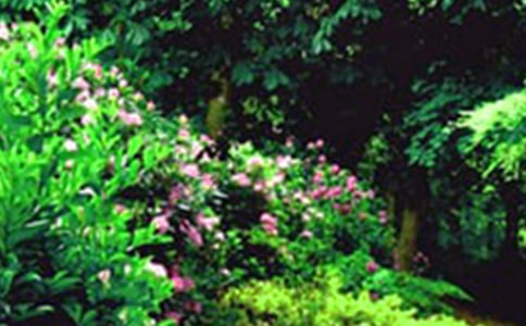 ������С��԰ԭ������