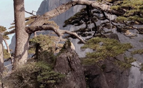 登黄山作文300字3篇