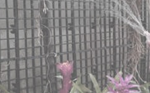 浇花作文300字9篇