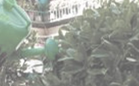 ����Сѧ����