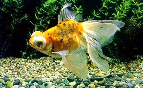 ��������600�֣�����