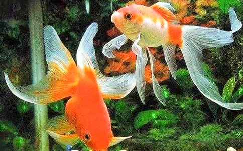 ��ѡ�Ҽҽ�������600��3ƪ