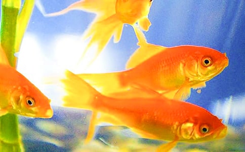 ����״������(15ƪ)